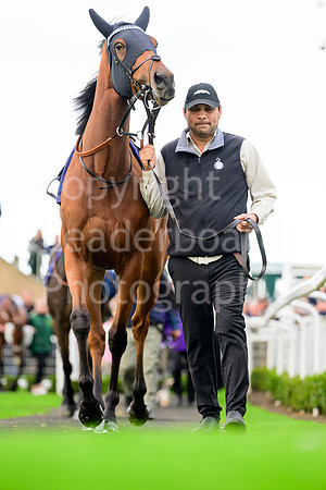 NZ9_5859