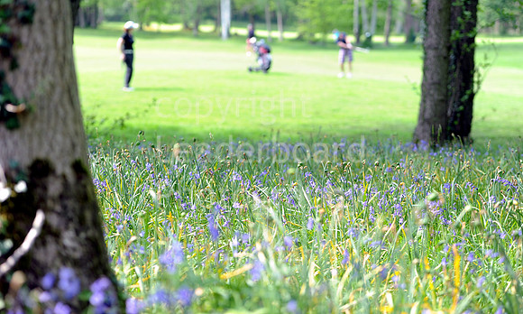 ENGLISH SENIOR WOMENS GOLF74