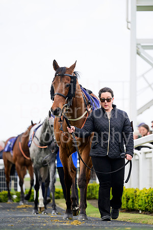 NZ9_3910