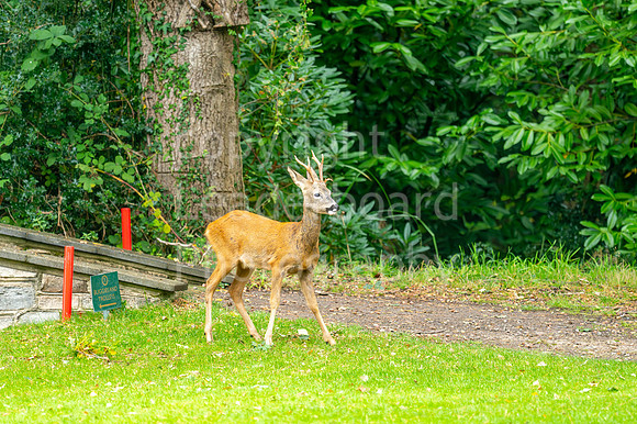 LBP_Senior_International_Ferndown-233