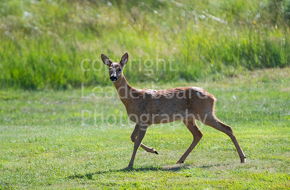 LBP_5082