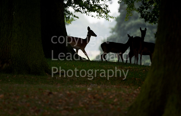 LB_Womens_County_2014_266