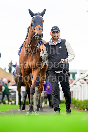 NZ9_5857