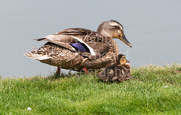 LBP_5978