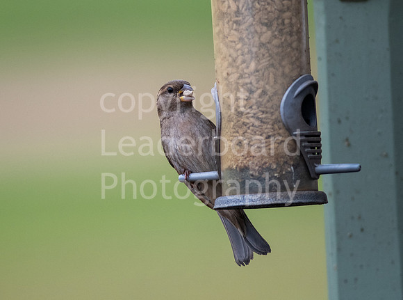 LBP_8034