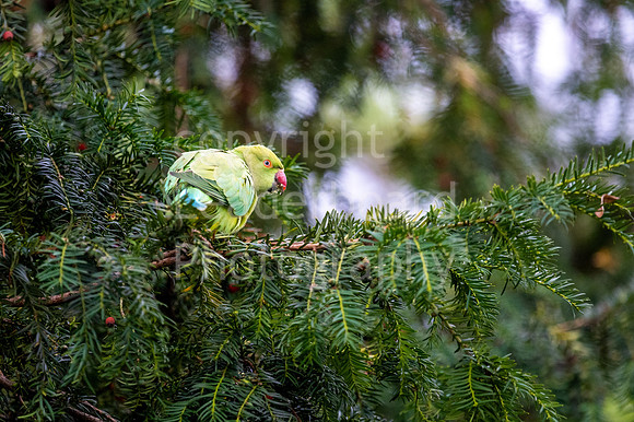 LBP_2023_Round2_English_Mens_Champion_Club-90