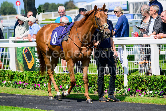 NZ9_0595
