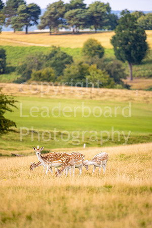 LBP_Champion_Club_Knole-17