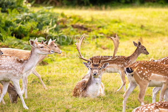 LBP_Champion_Club_Knole-22