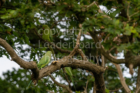 LBP_Champion_Day1_Club_Knole-9