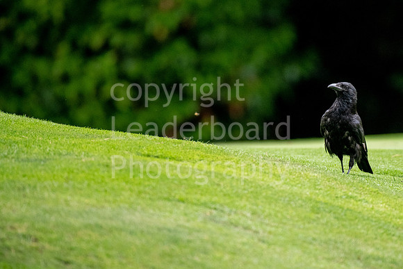 257_GOLF_WEEK_2018