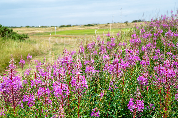 SAP_2023_McGregor_Hunstanton-66
