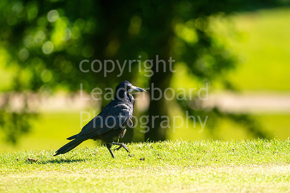 LBP_EDGA_Tues_Open_Nayland-23