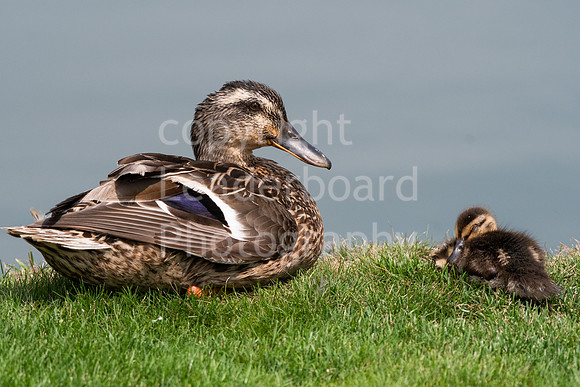 LBP_5993