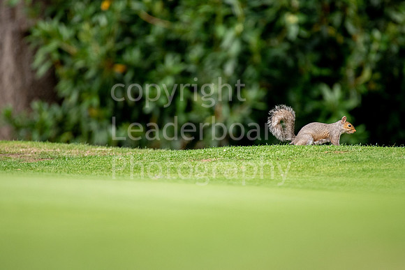193_GOLF_WEEK_2018