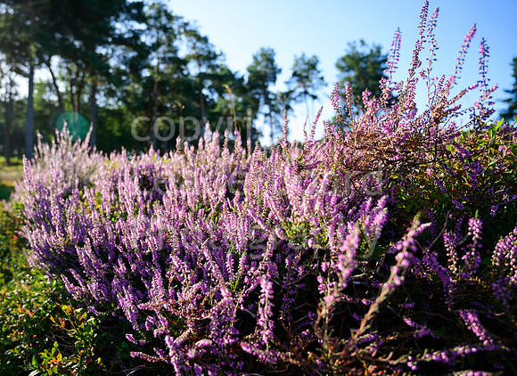 NB_247_English_Women's_Open_2022