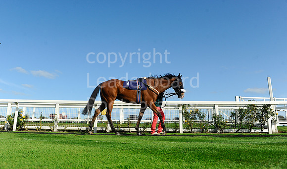 GYraces_17sept_Race7_winner-172