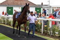 Yarm_Races_17July-17