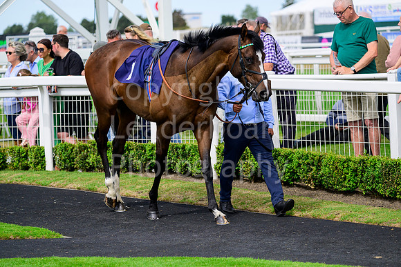 NZ9_3956