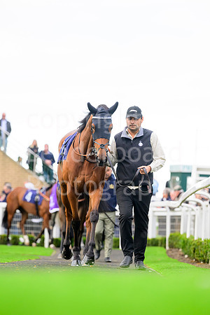 NZ9_5855