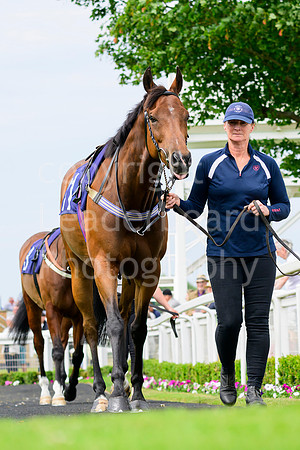 NZ9_2649