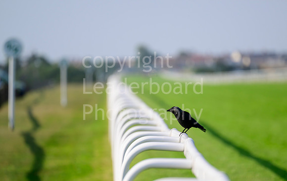 NZ9_3872