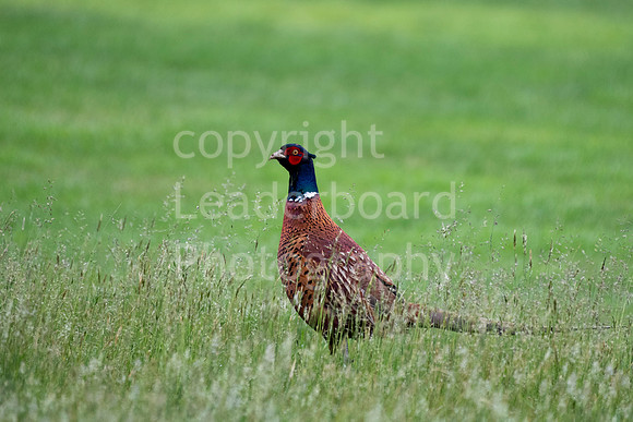 LB_Brabazon_2018_2789