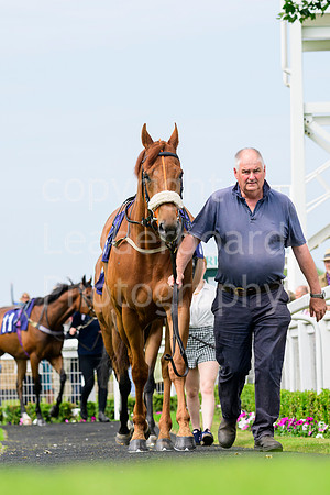NZ9_2633