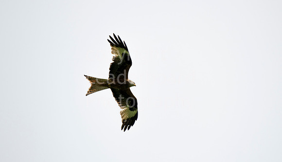 LB_Brabazon_2018_2282